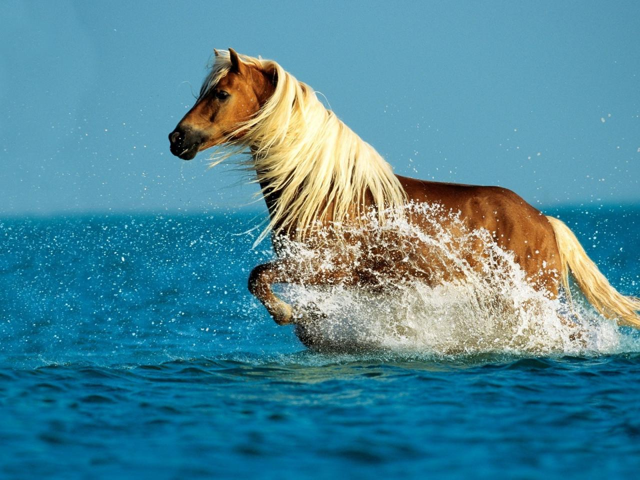 обои Брызги моря и лошадь фото