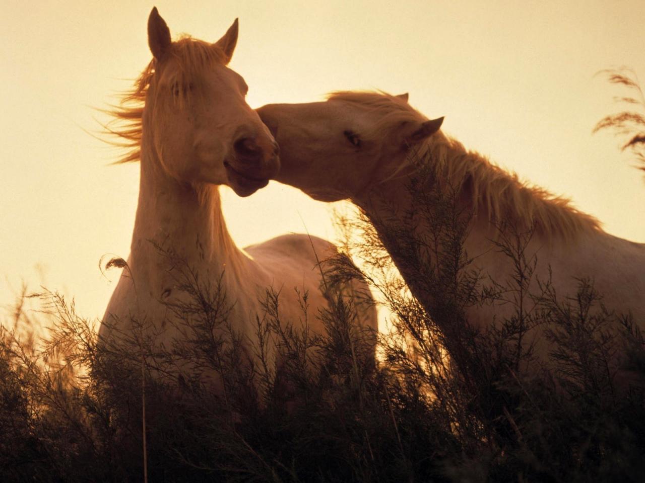 обои Лошади на ветру фото