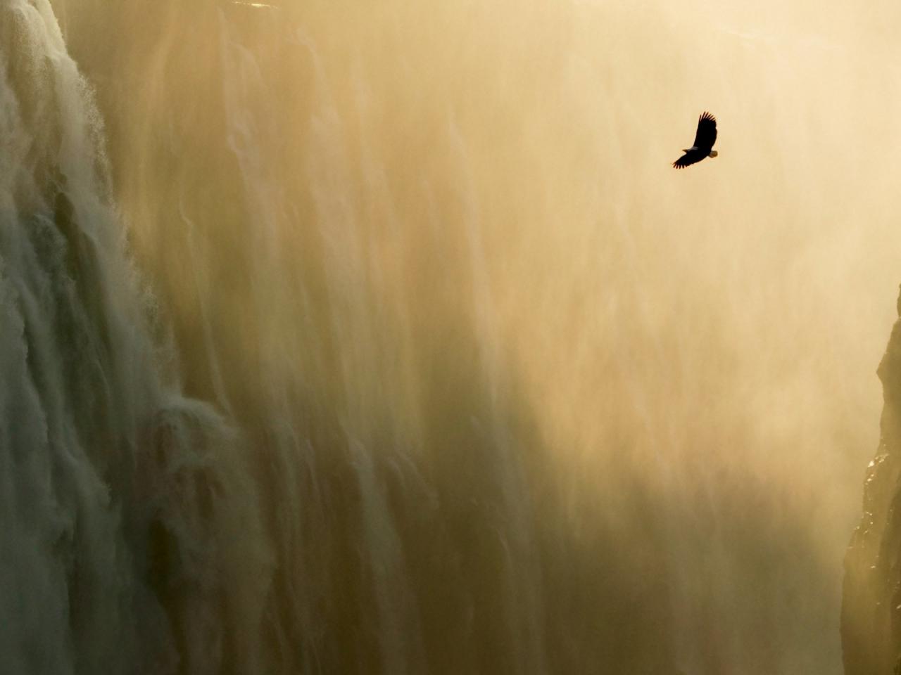обои Орел у водопада фото