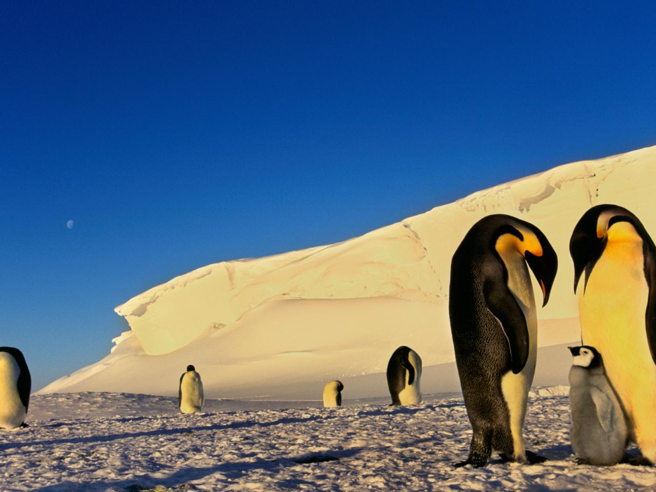 обои Семья пингвинов фото