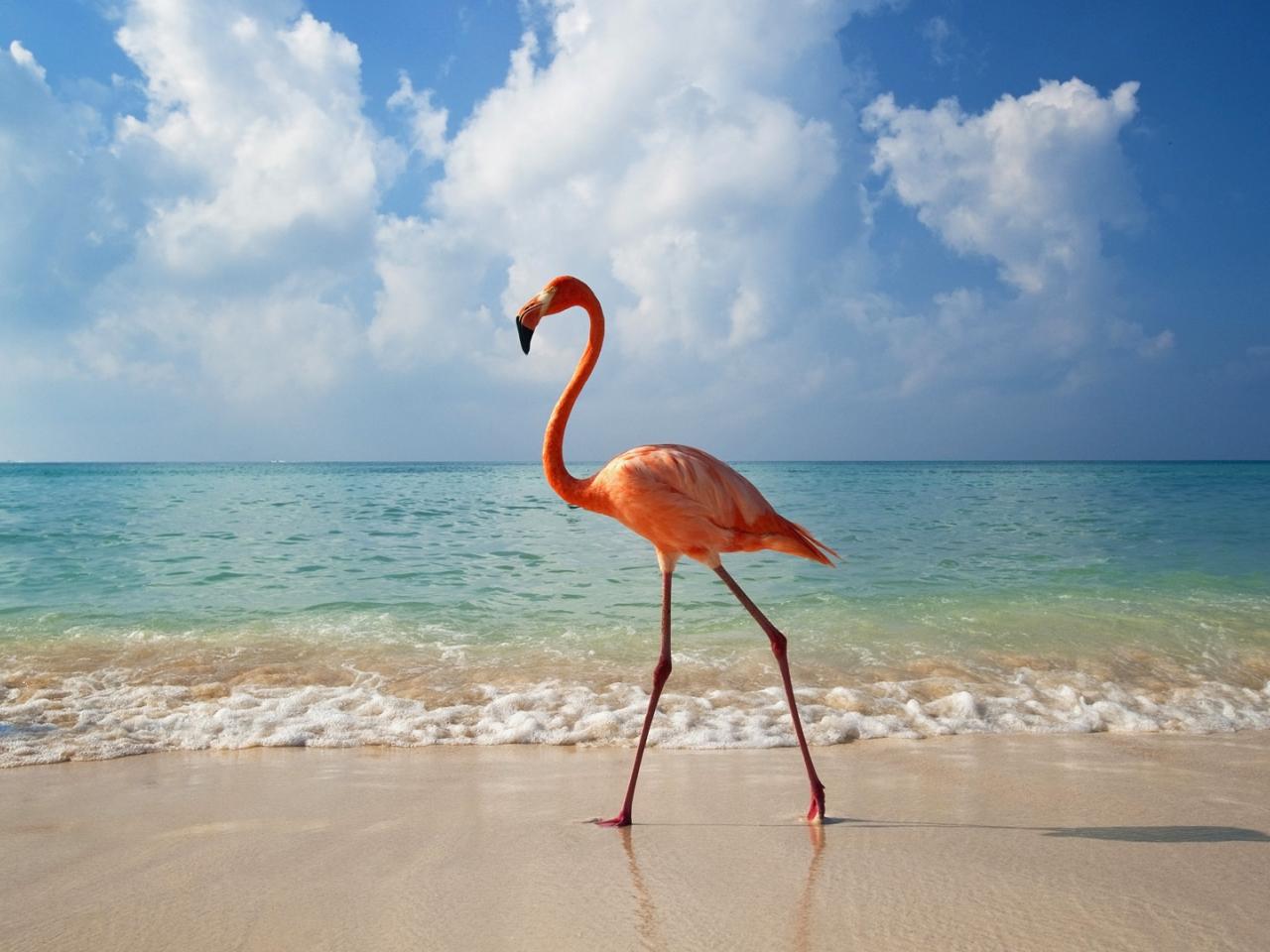 обои Фламинго у моря на песке фото