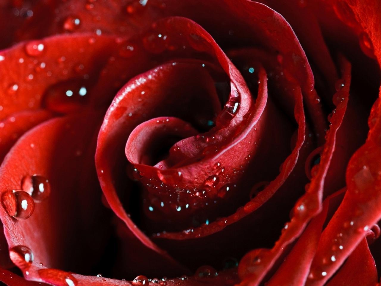 обои Спираль лепистков красной розы фото