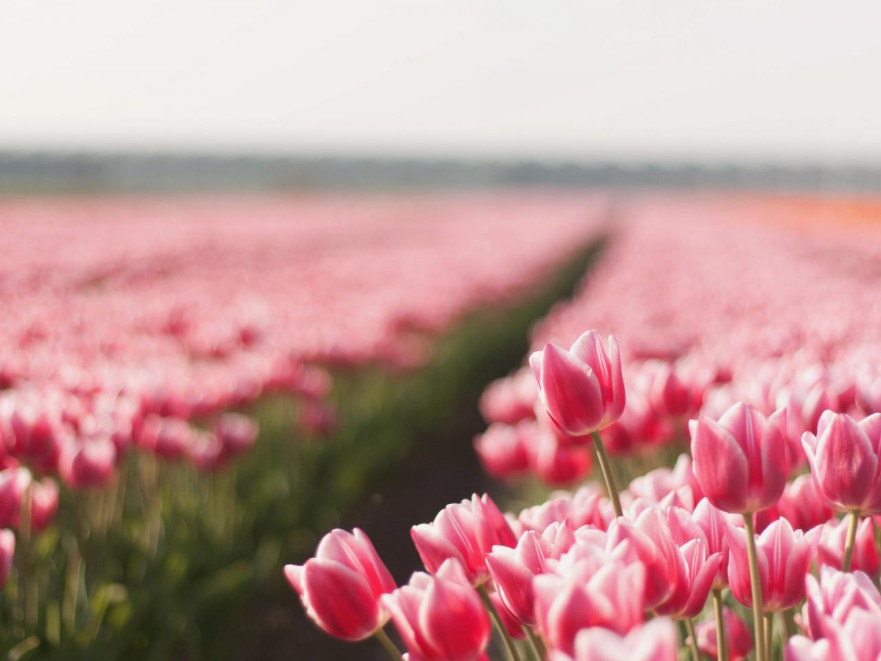 обои Полевые ряды розовых тюльпанов фото