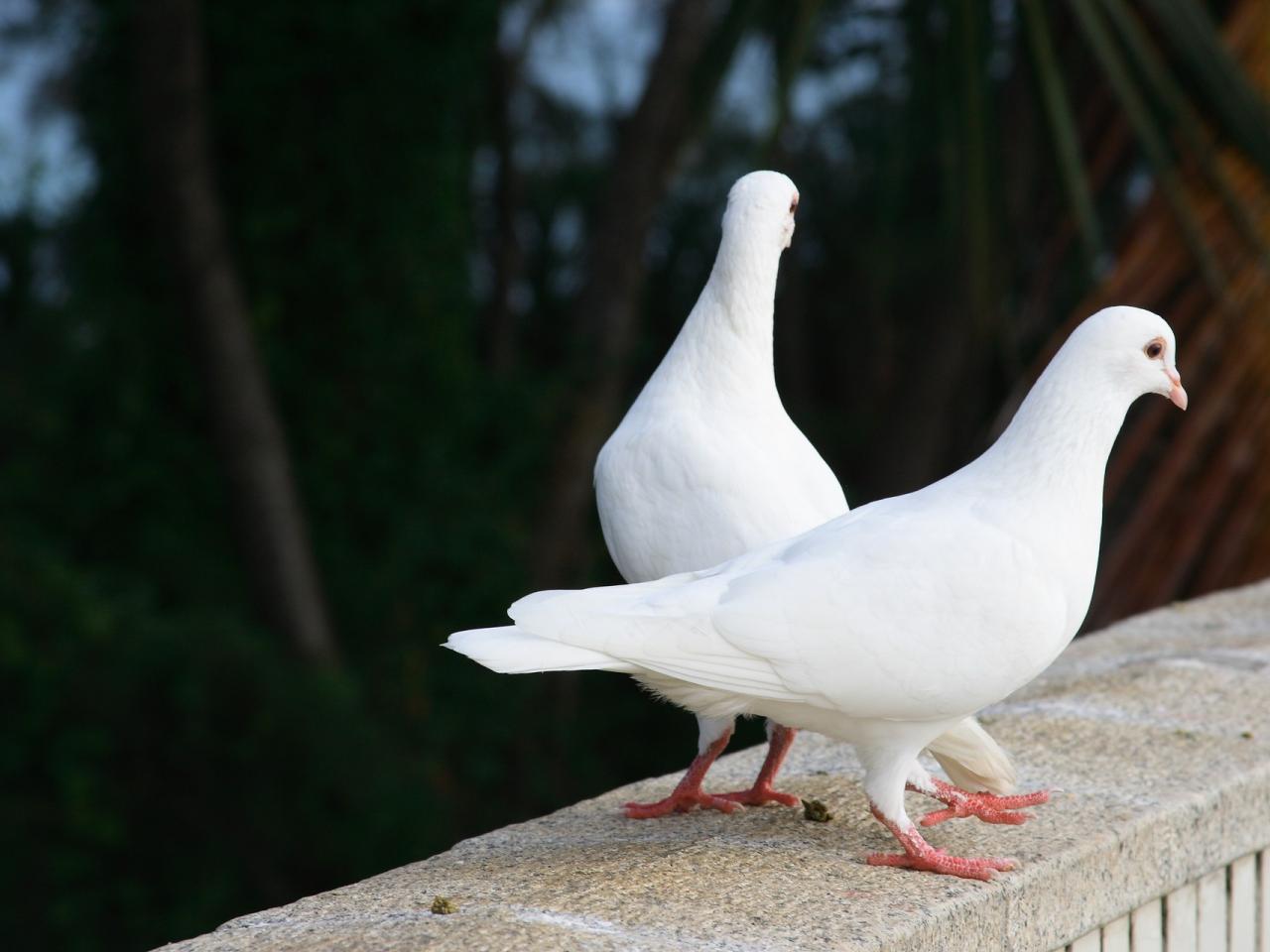 обои Белые голуби на парапете фото