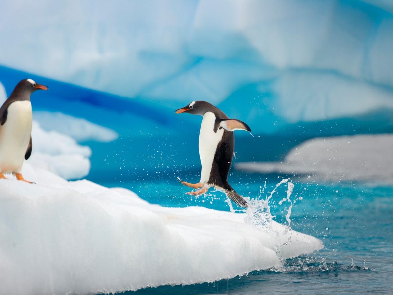 обои Прыжок пингвина из океана фото