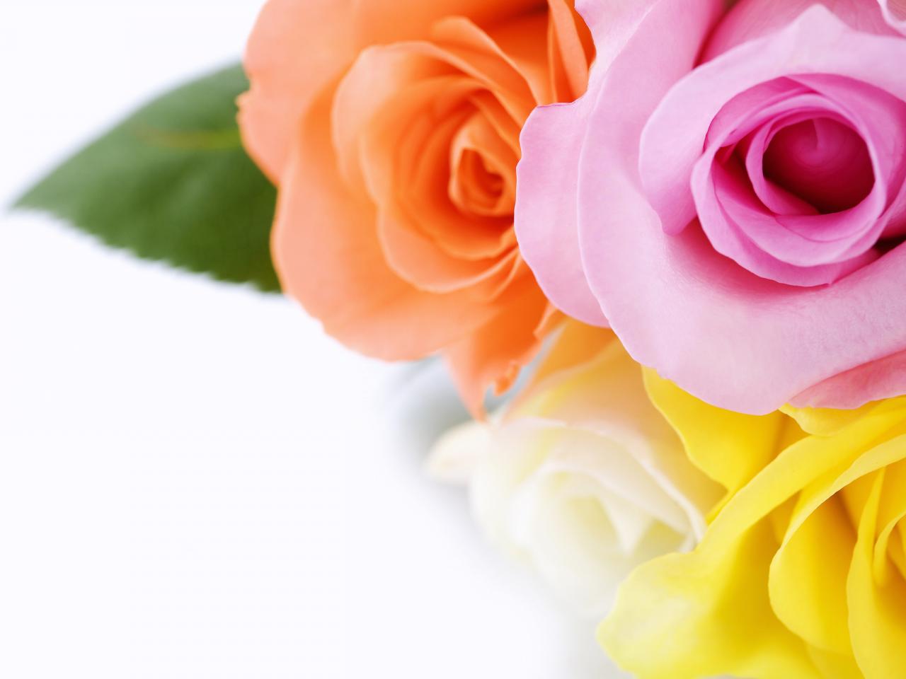 обои Разноцветные розы фото