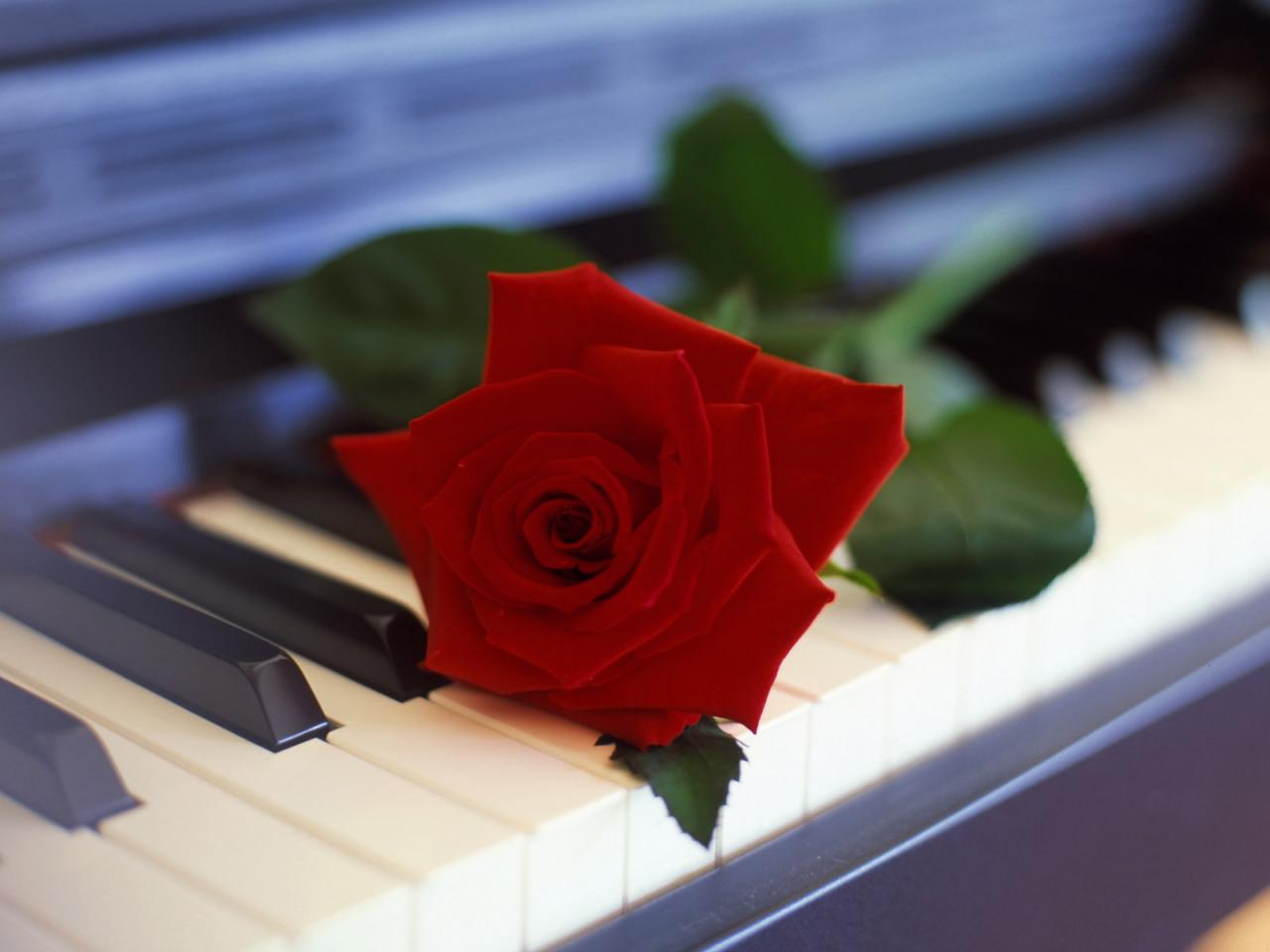 обои Роза на пианино фото
