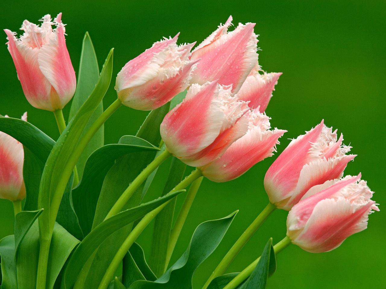 обои Розовые пестрые тюльпаны фото