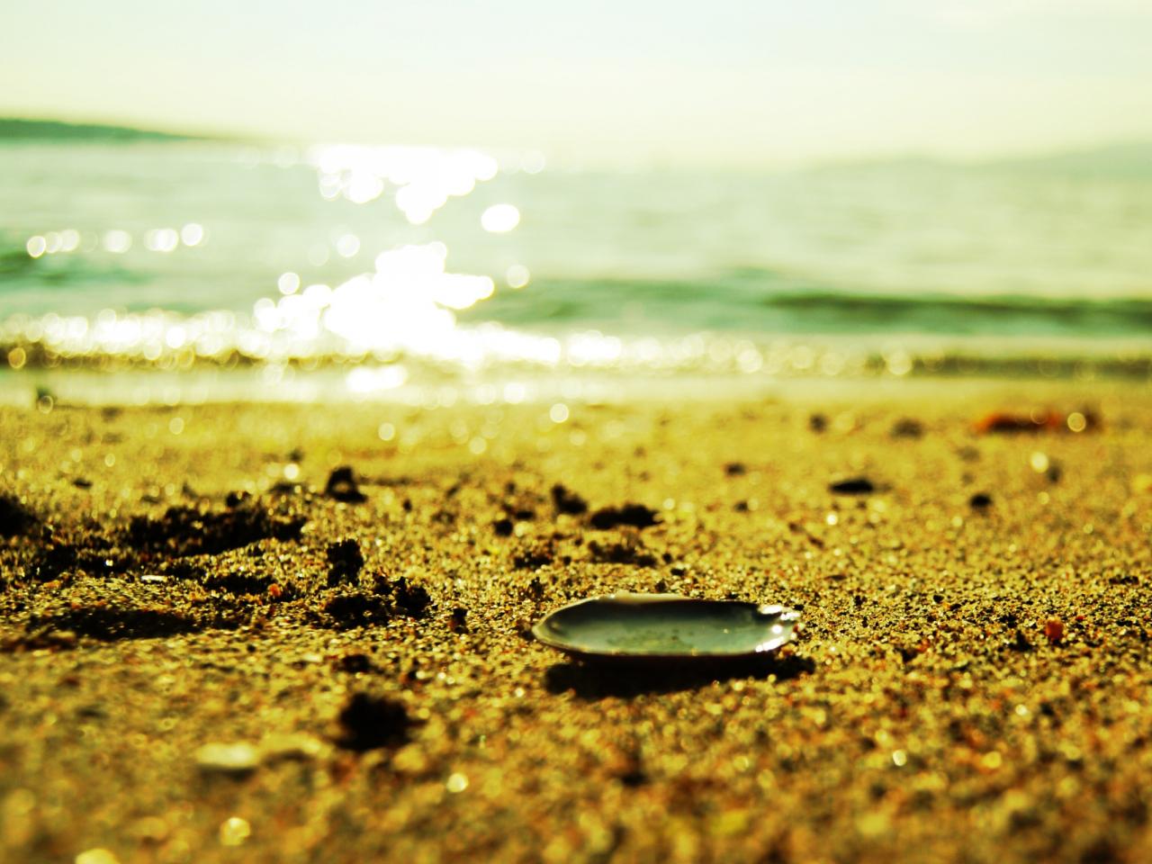 обои Ракушка на песке у моря фото