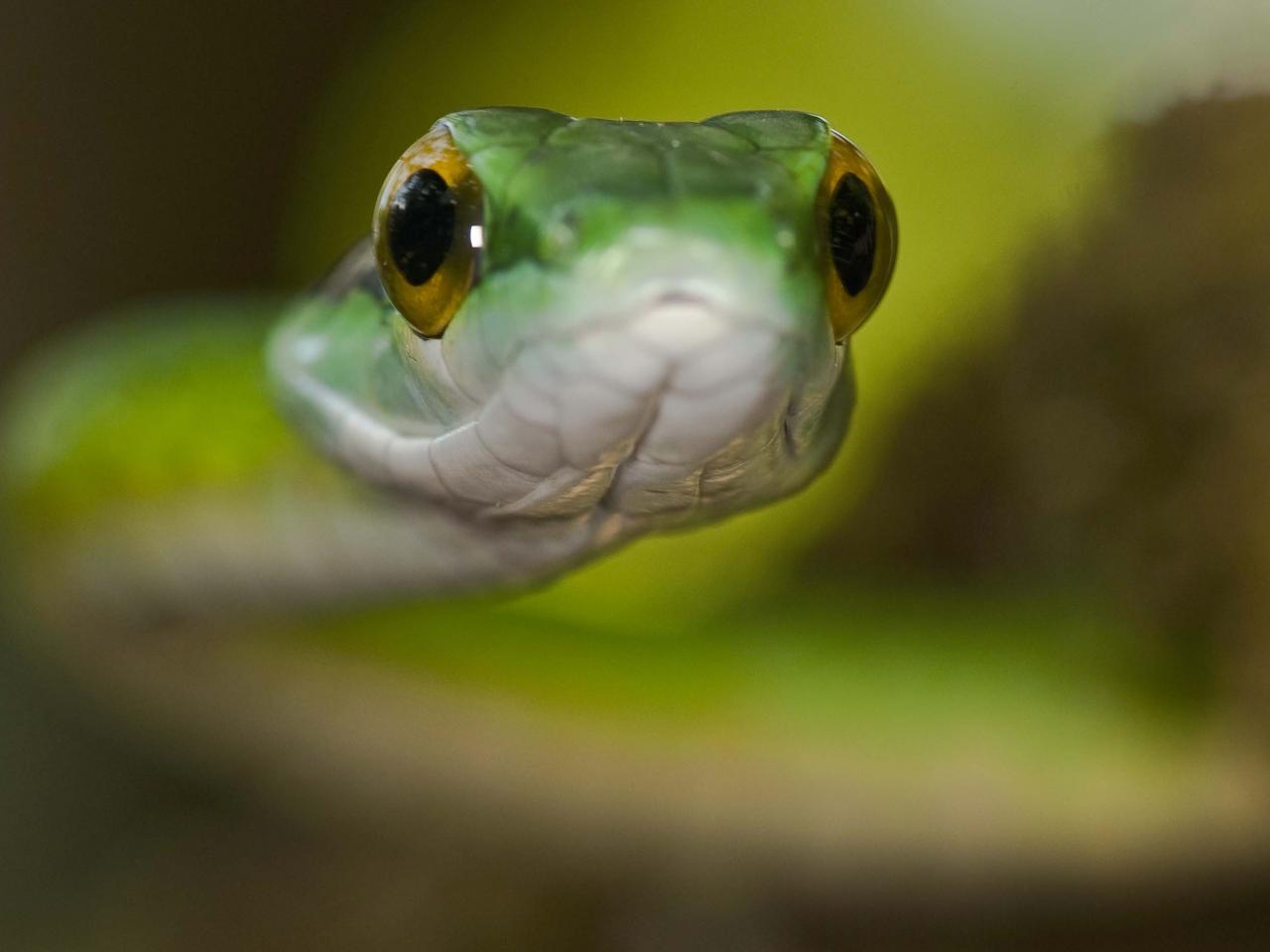 обои Взгляд зеленой змеи фото