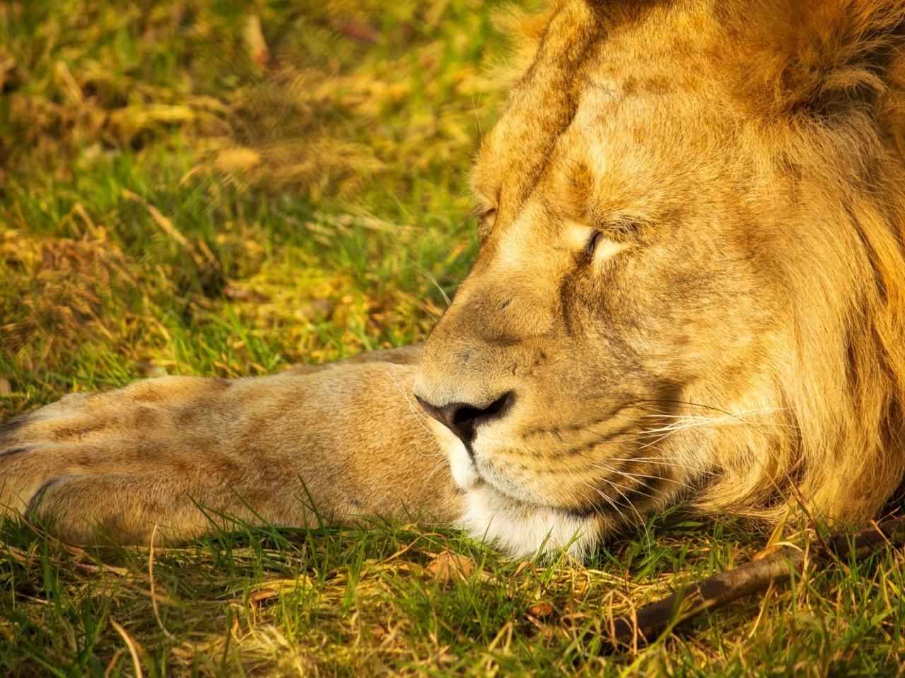 обои Лев царь спит фото