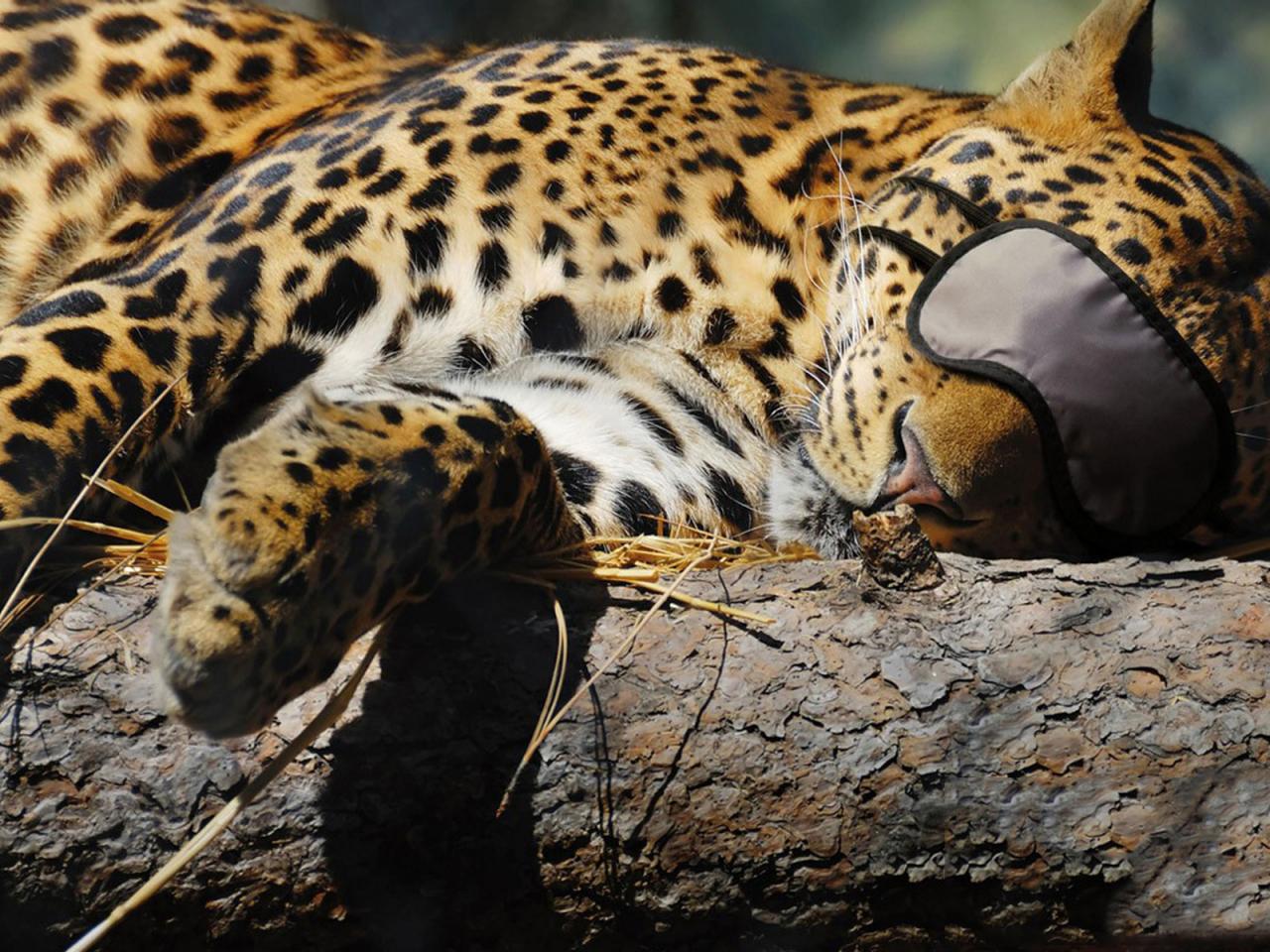 обои Леопард спит с повязкой на глазах фото
