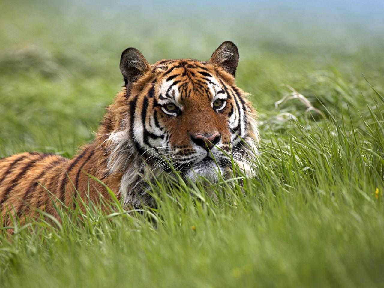 обои Тигр в поле на травке фото