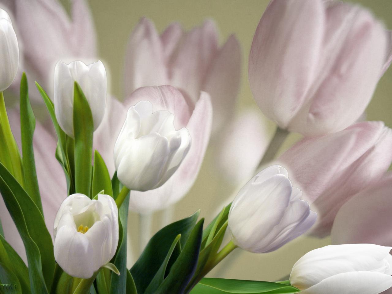 обои Красивейшие белые тюльпаны фото