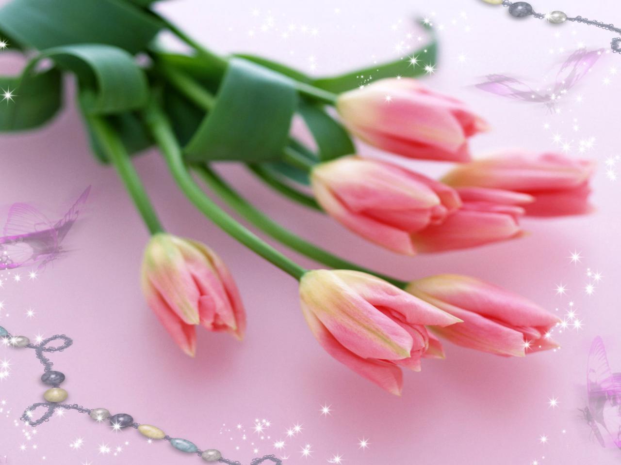 обои Нежные цветы тюльпаны фото