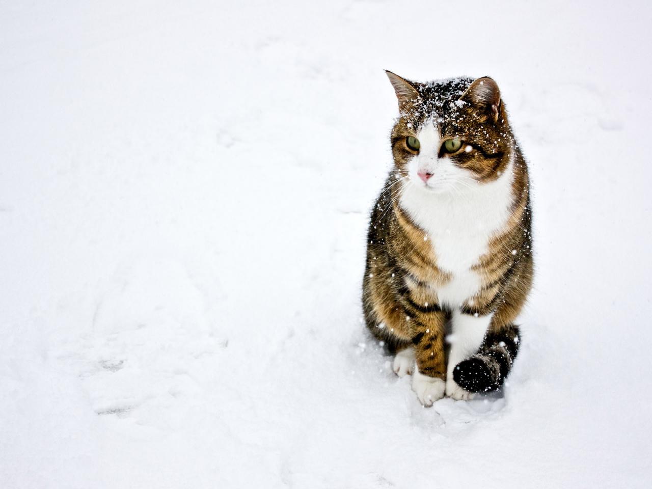 обои Кошка на снегу фото