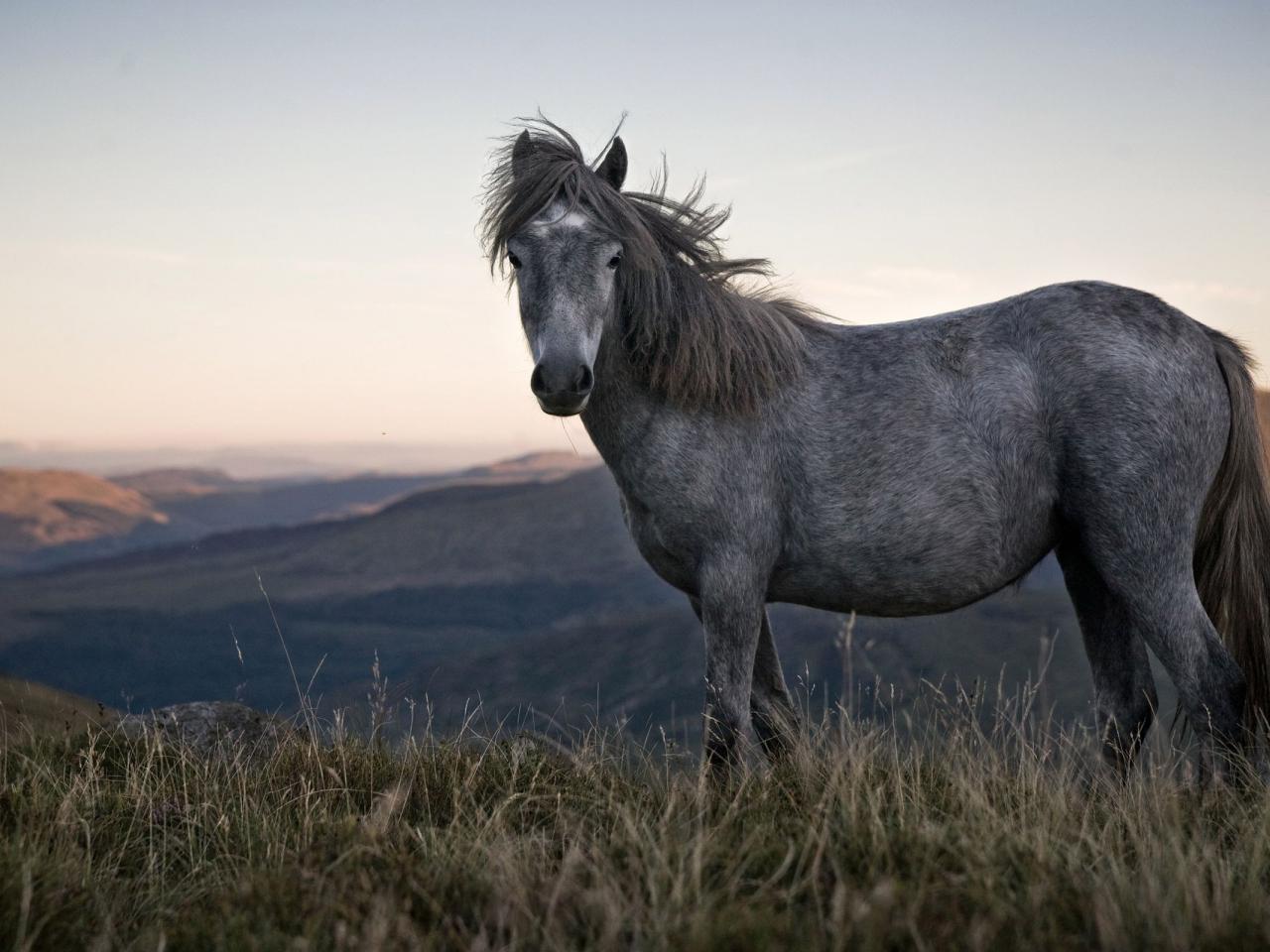 обои Серый конь на холмах фото