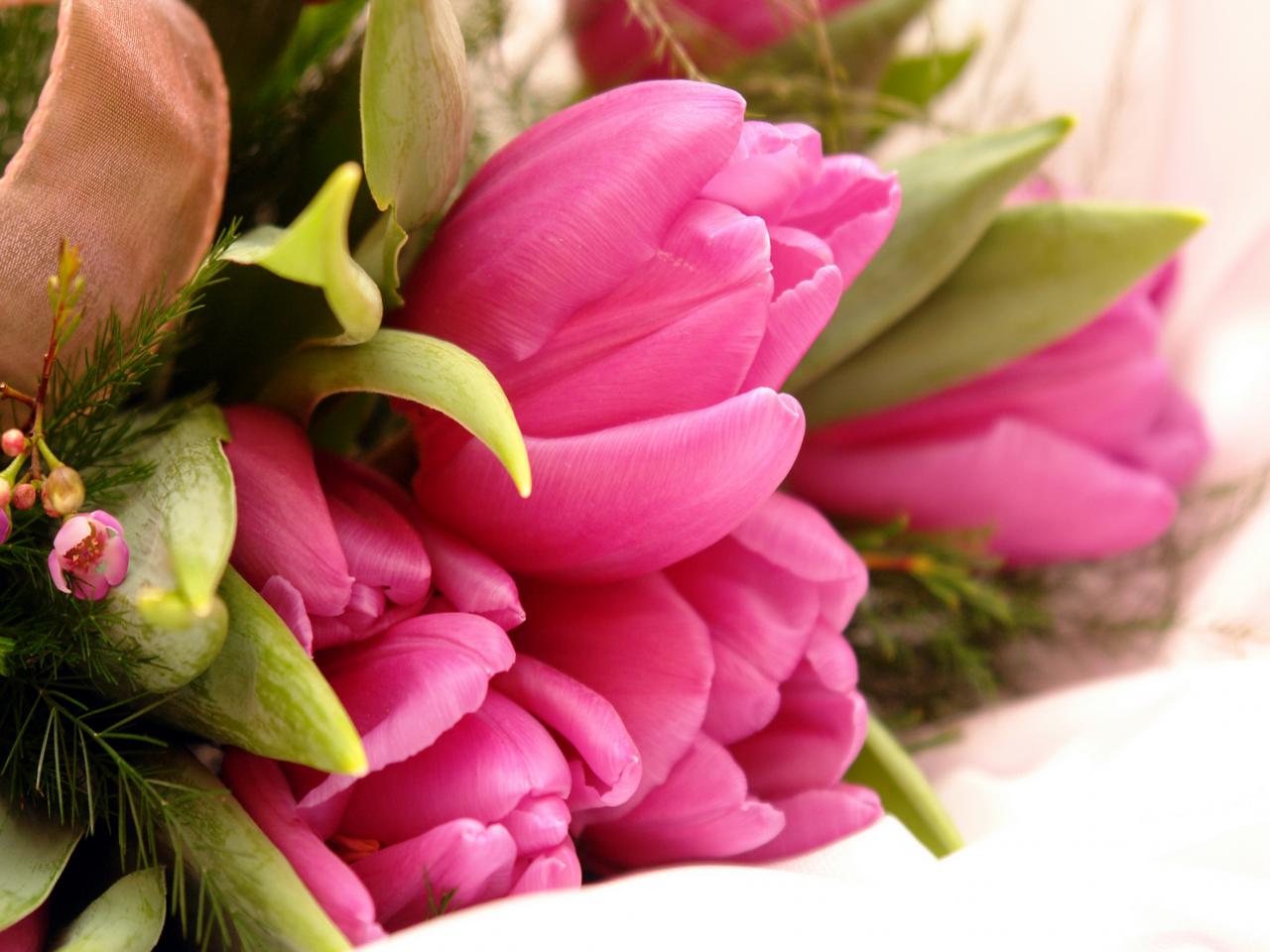 обои Тюльпаны розовые и хвоя фото