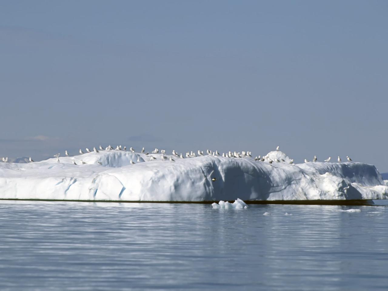 обои Стая птиц на льдине фото