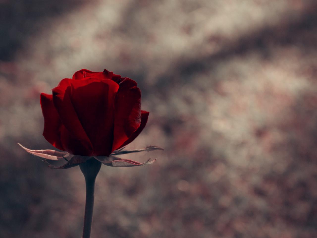 обои Цветок темной розы фото