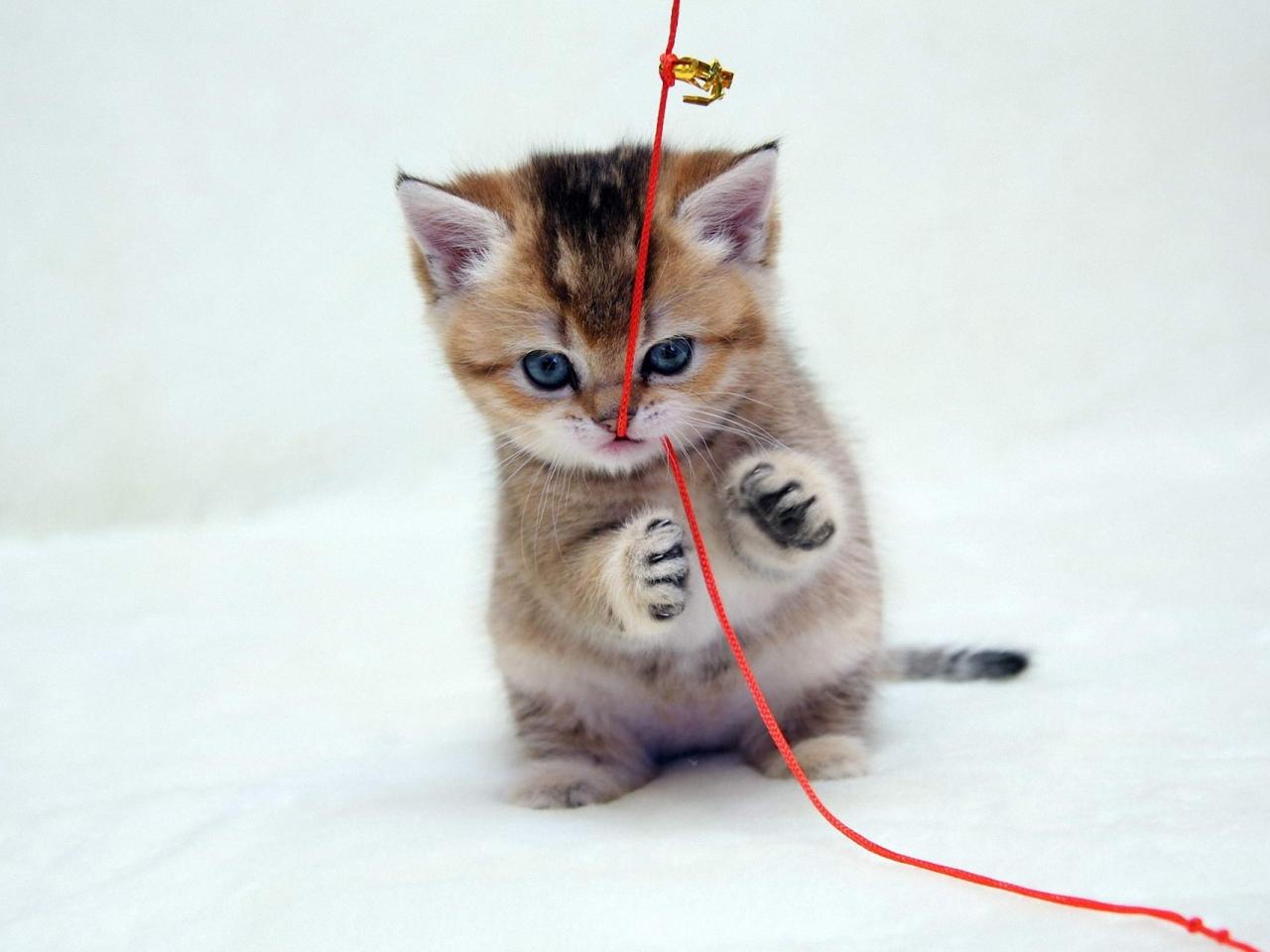 обои Рыжий котенок играет с красным шнурком фото