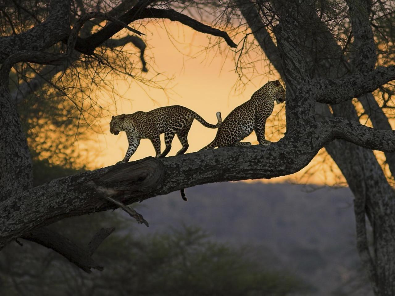 обои Пара леопардов на ветке ствола фото