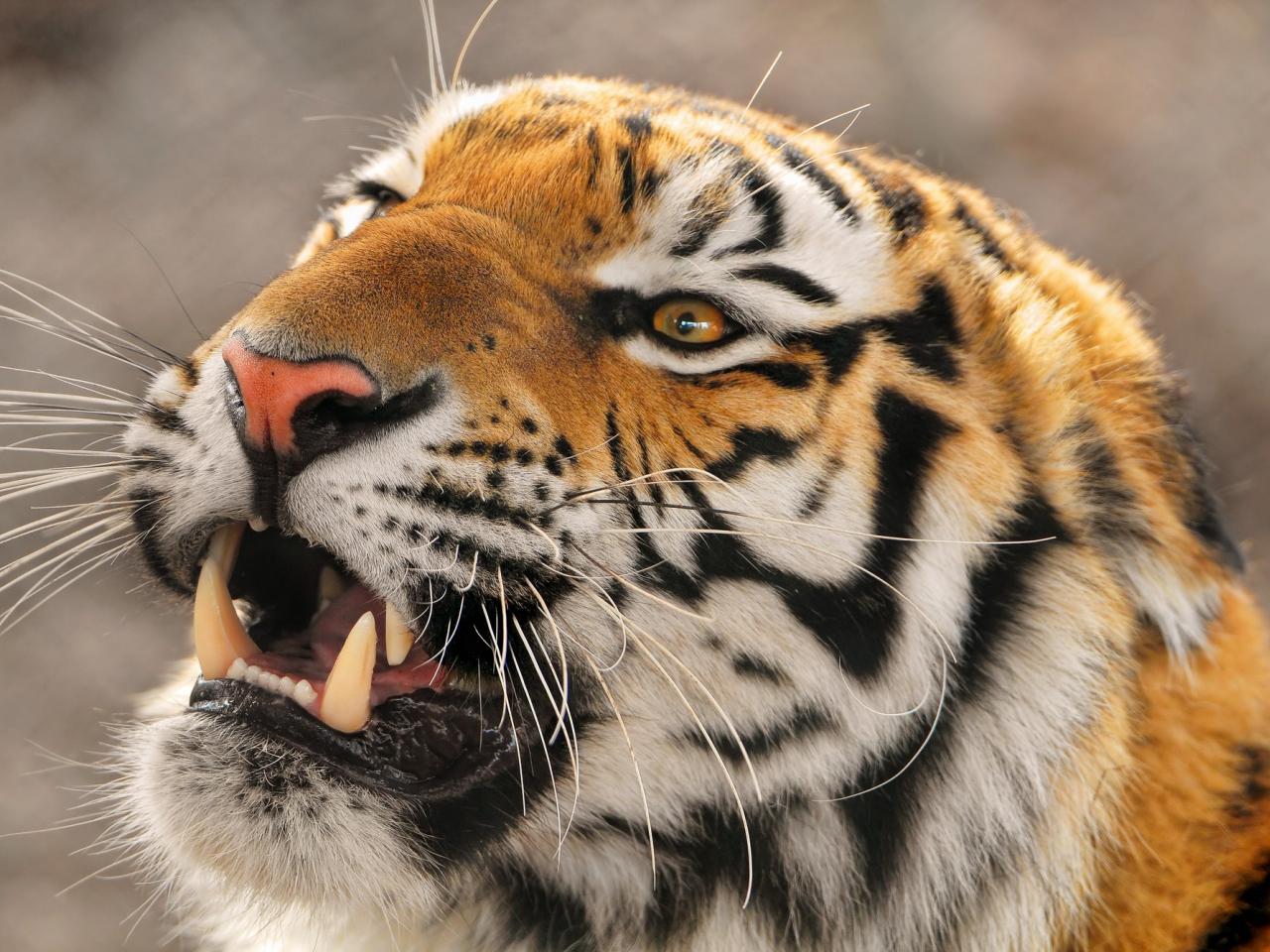 Обои для рабочего стола Уссурийский тигр в ярости фото - Раздел обоев:  Хищники (Животные)