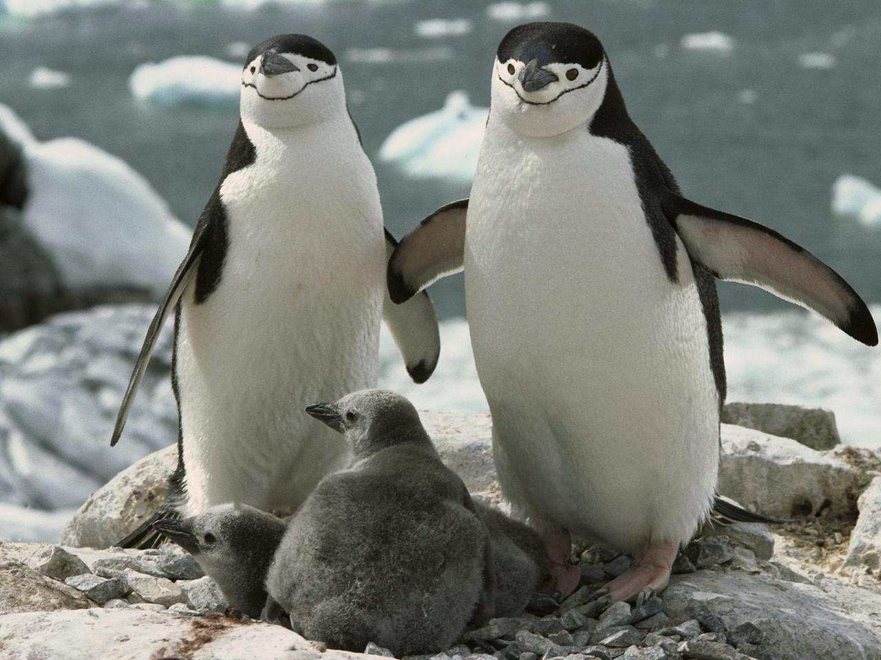 обои Пингвины с птенцами фото