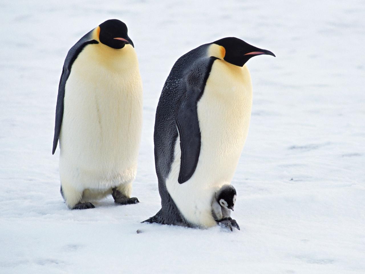 обои Семья пингвинов фото