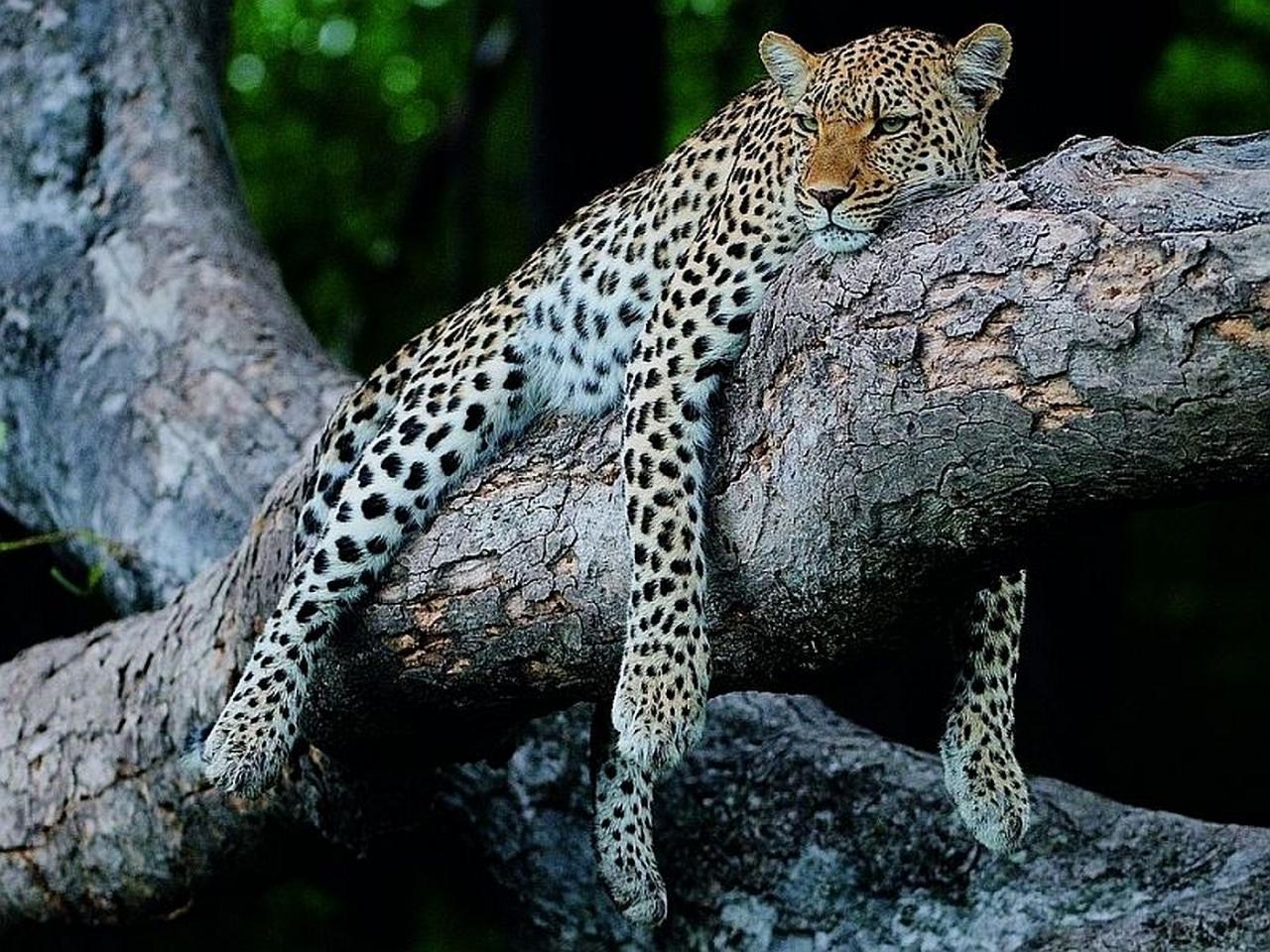 обои Леопард на отдыхе фото