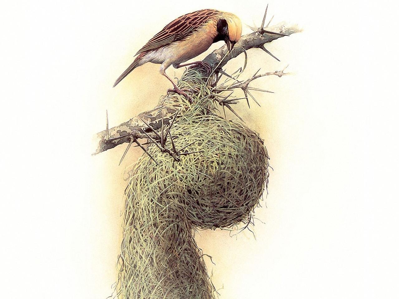 обои Птица строящая гнездо фото