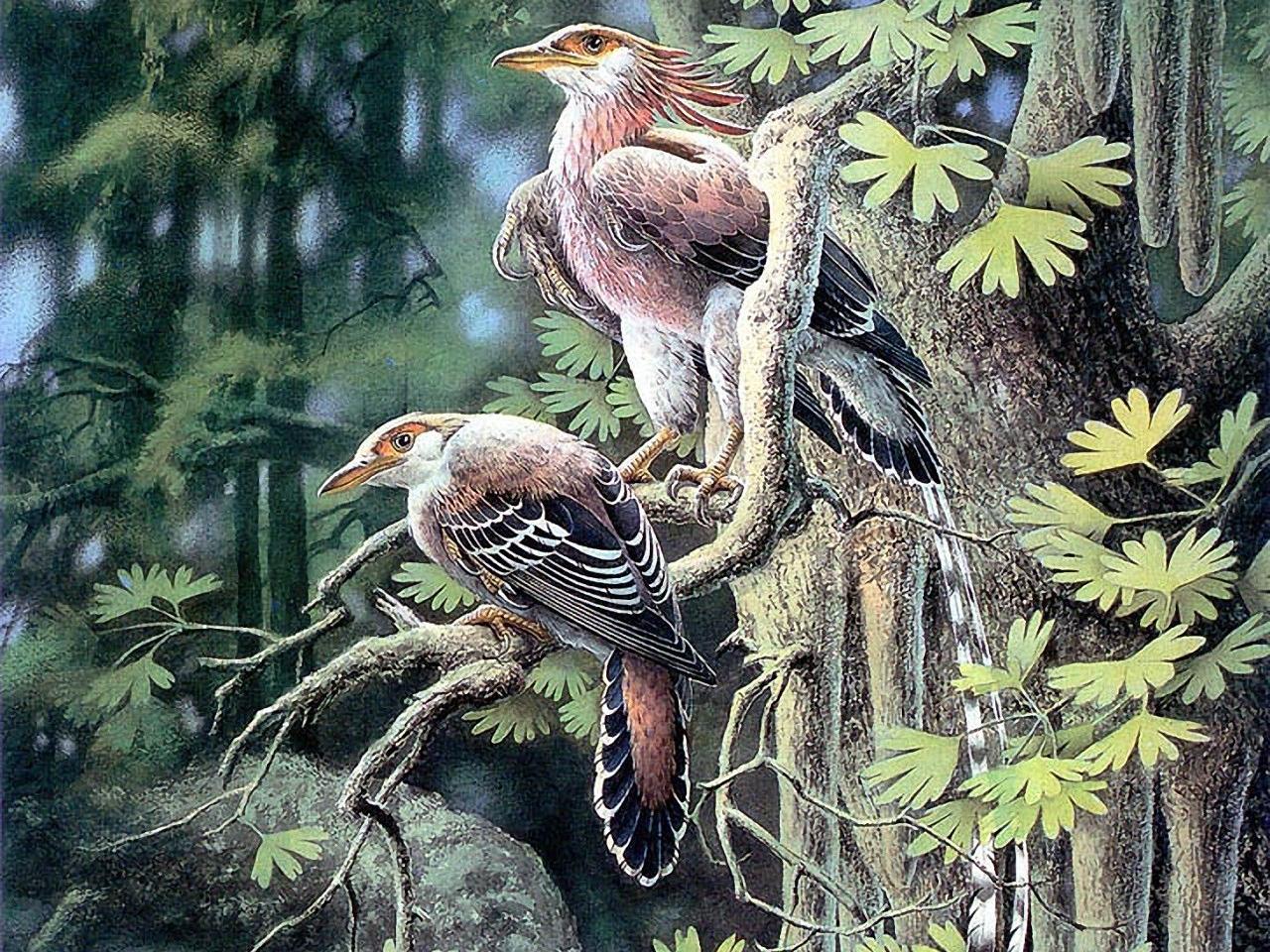 обои Птицы на дереве фото