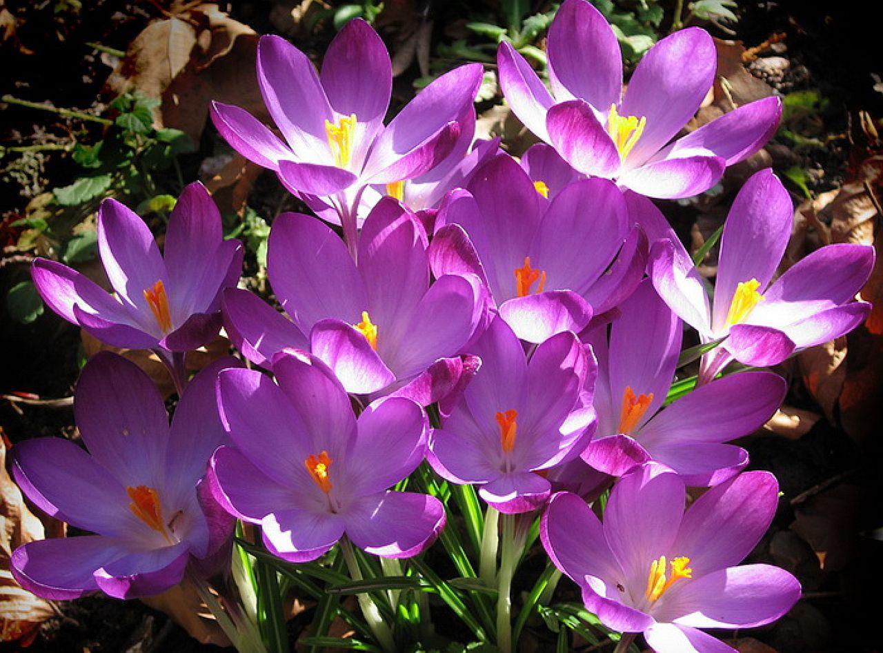 обои Фиолетовые крокусы весны фото