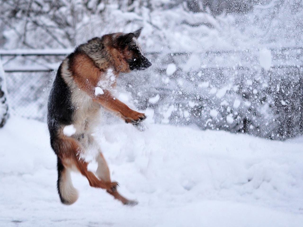 обои Собака играет в снежки фото