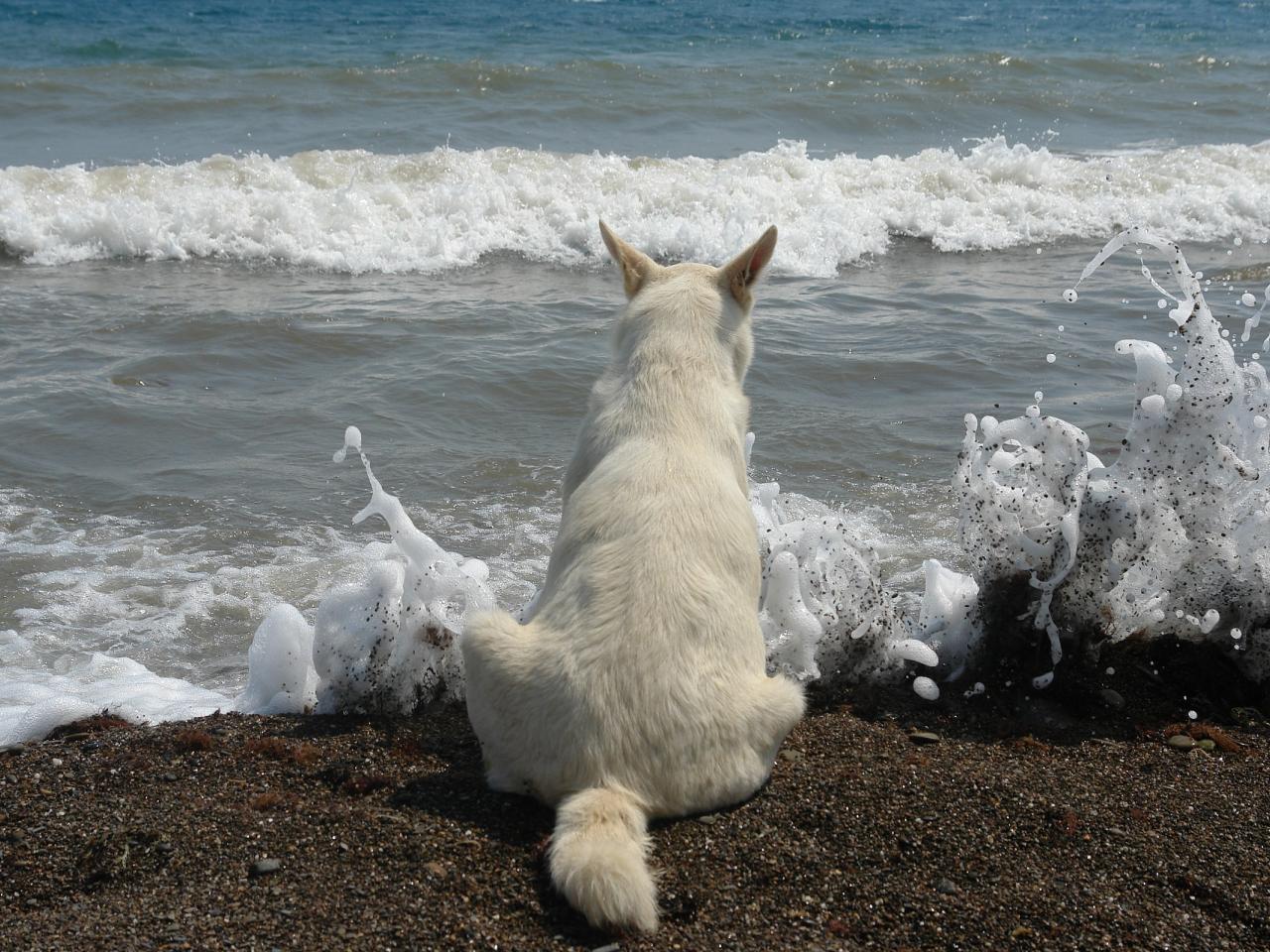 обои Собака у моря фото