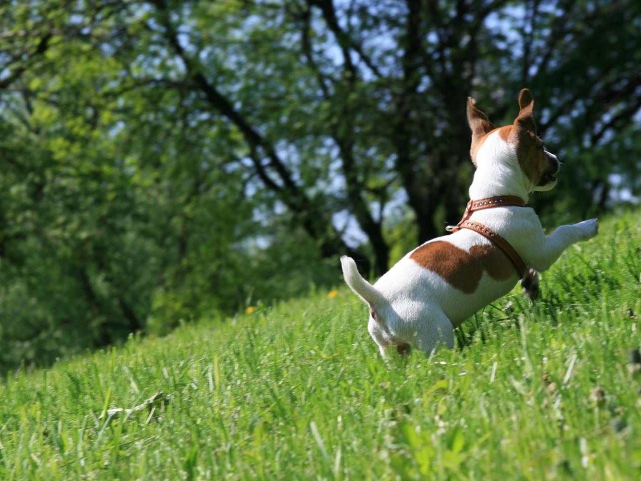 обои Собака радуется и бежит по траве фото