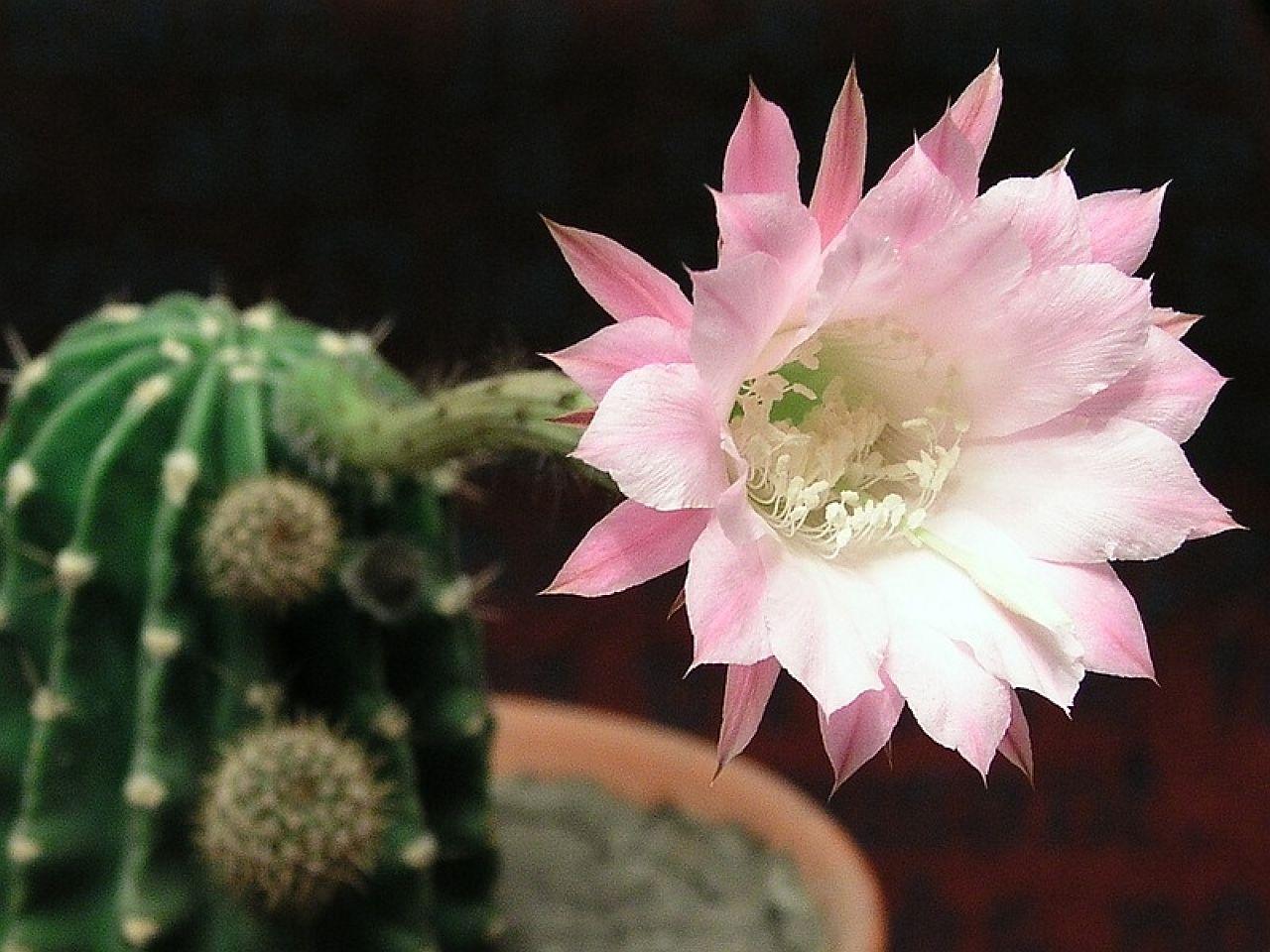обои Цветок кактуса бело-розовый фото