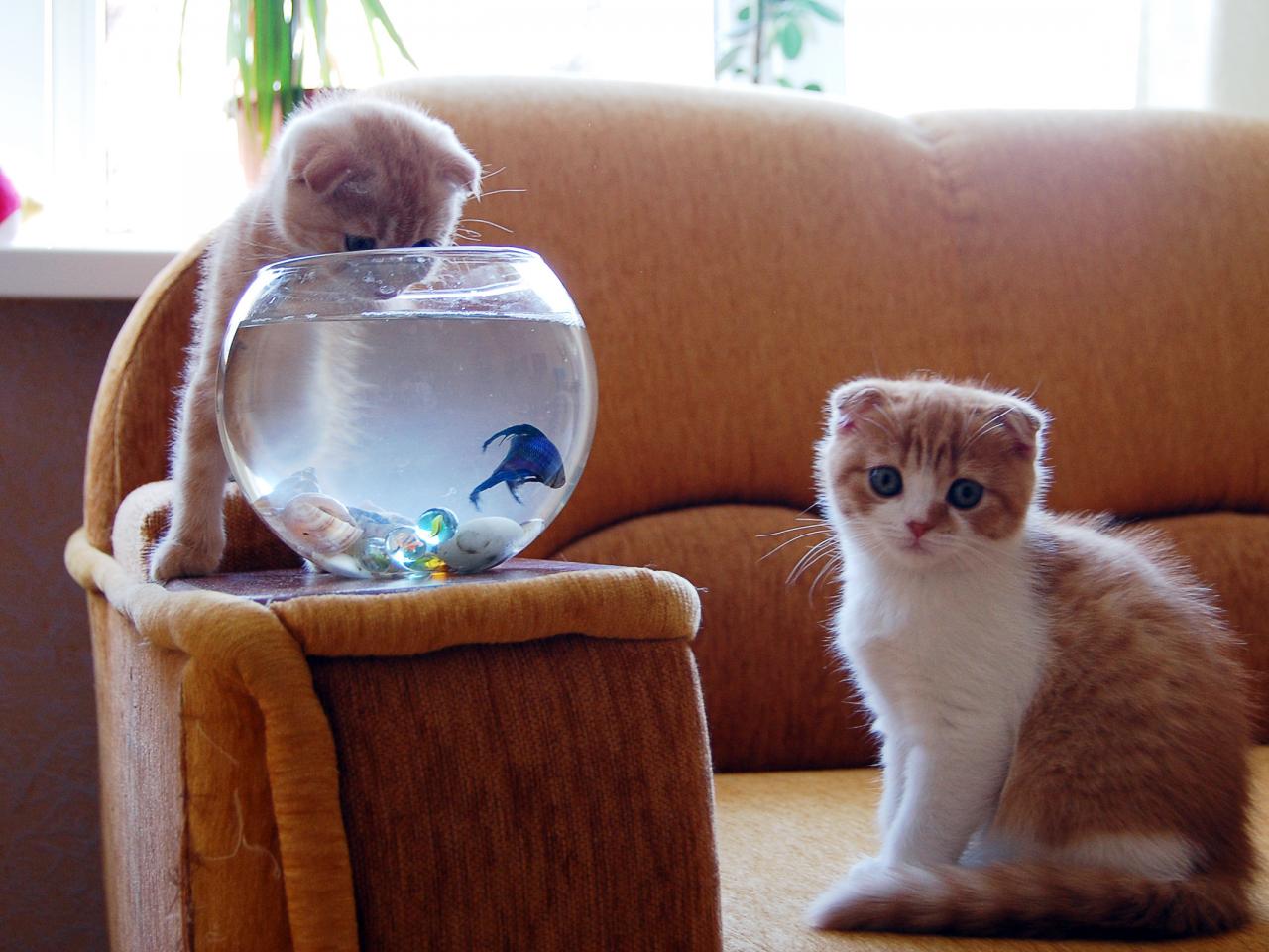 обои Еотята играют с аквариумом фото