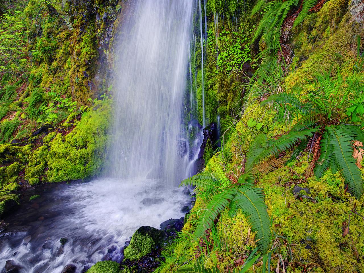 обои Чистый лесной водопад фото