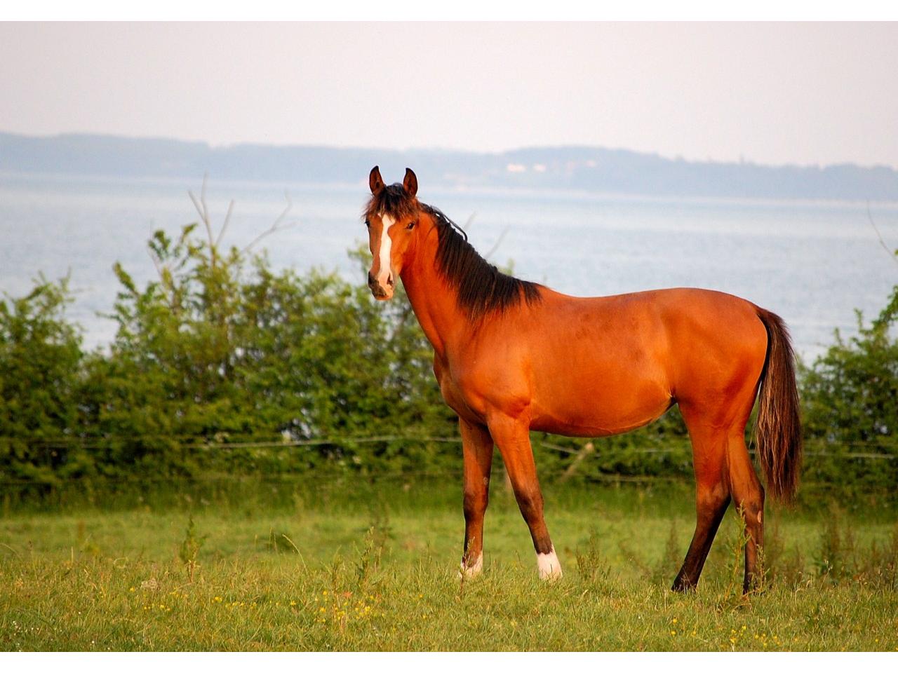 обои Конь на лоне природы фото