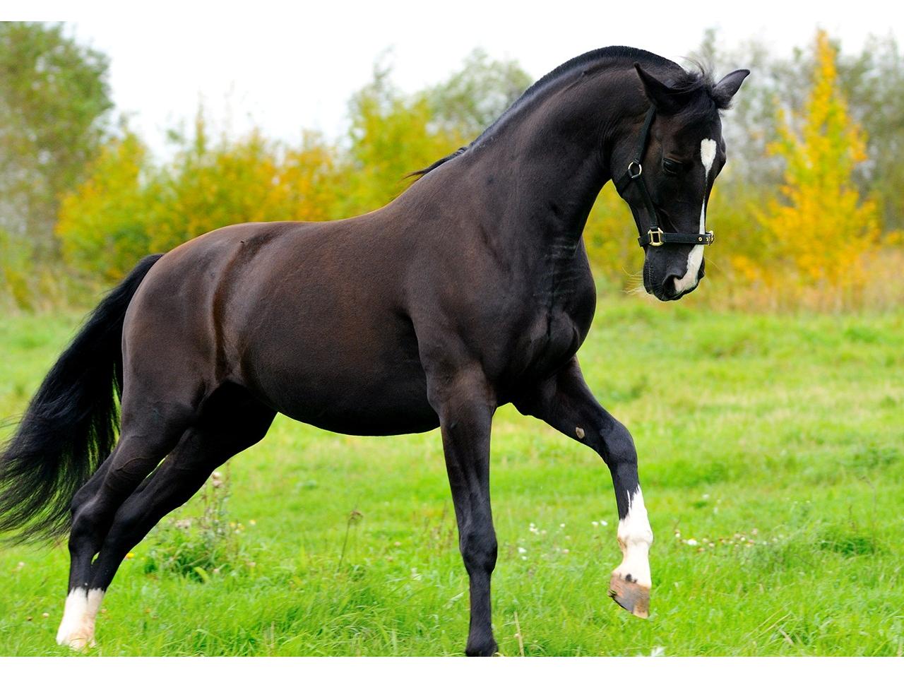 обои Конь со стриженой гривой фото