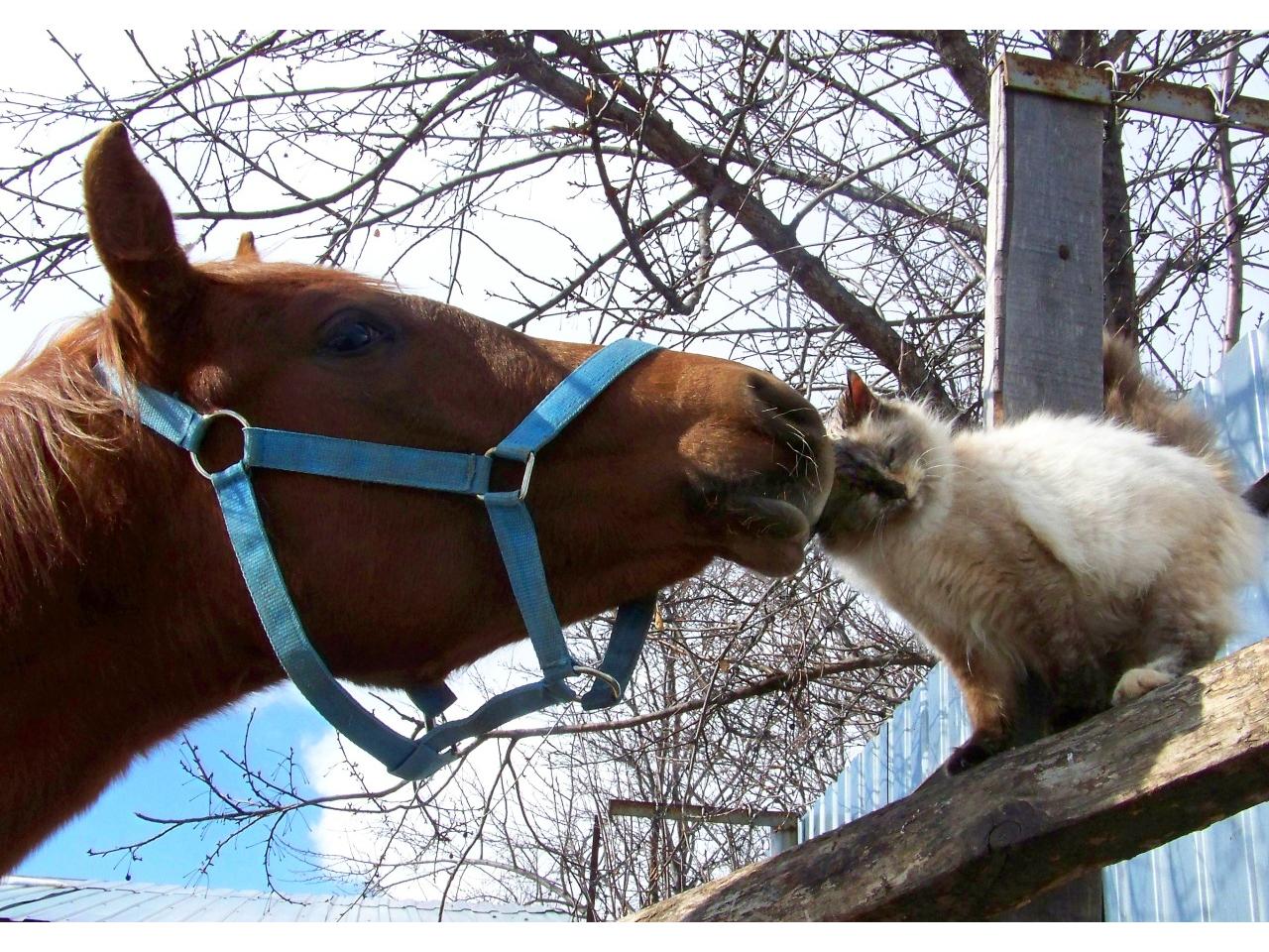 обои Кот и конь друзья фото