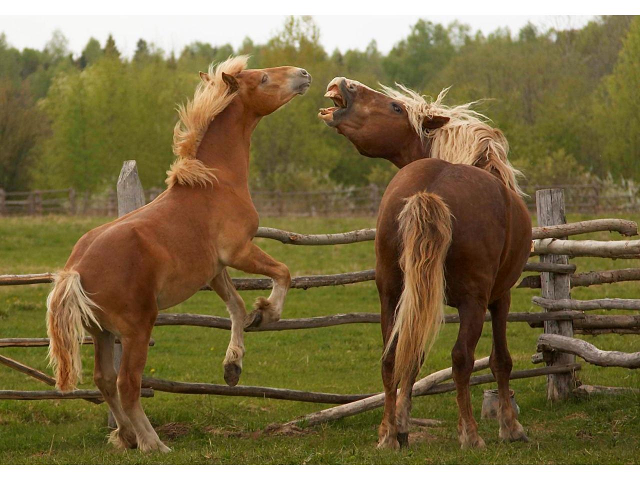 обои Лошади бранятся фото