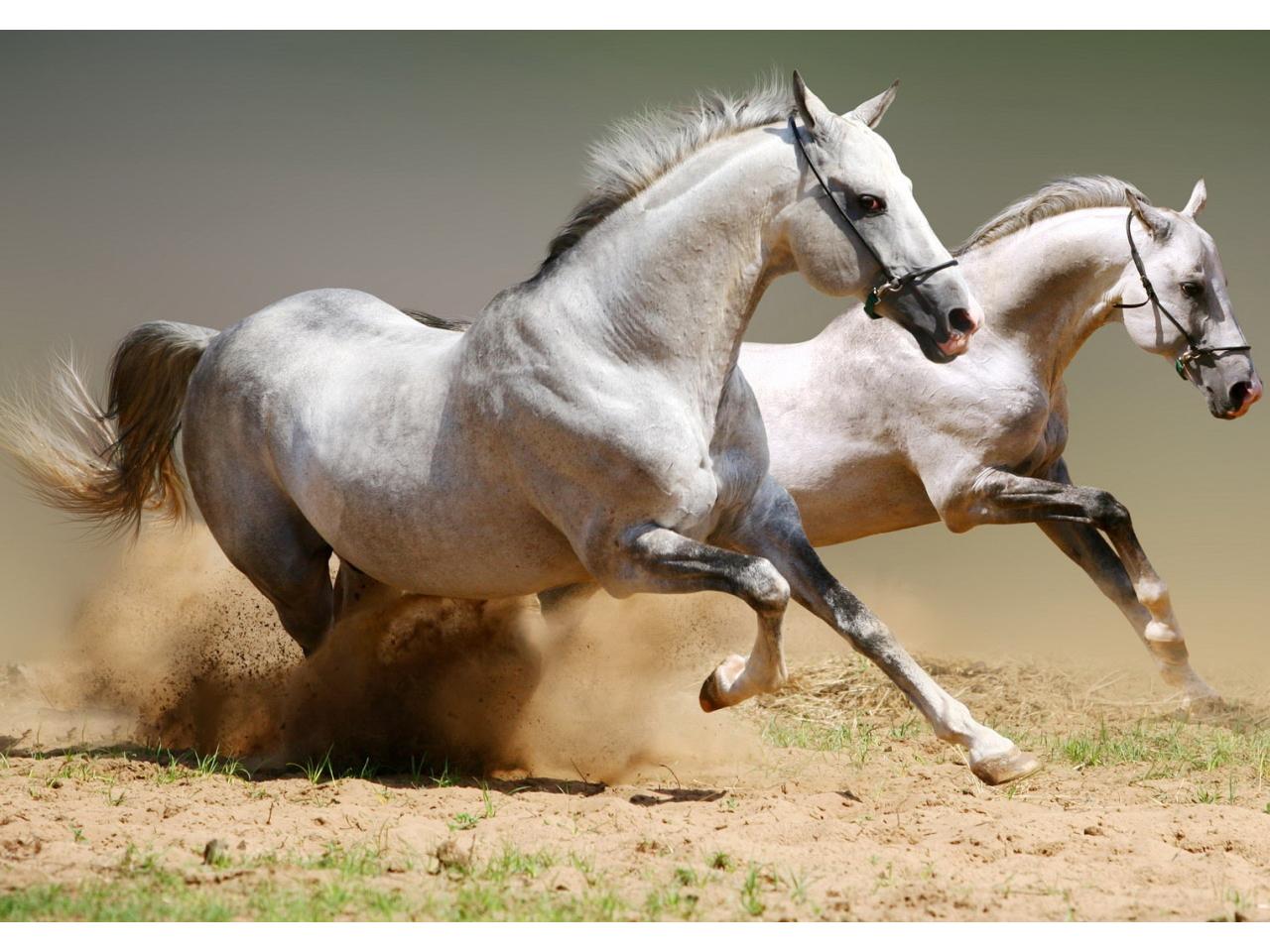 обои Лошади в пыли по бездорожью фото