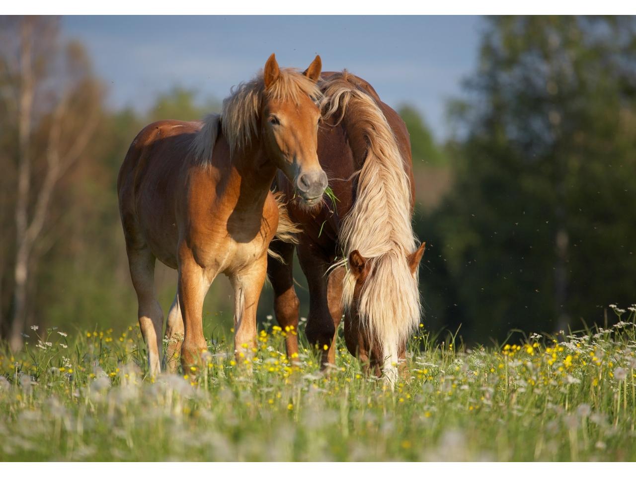 обои Лошади и цветочки фото