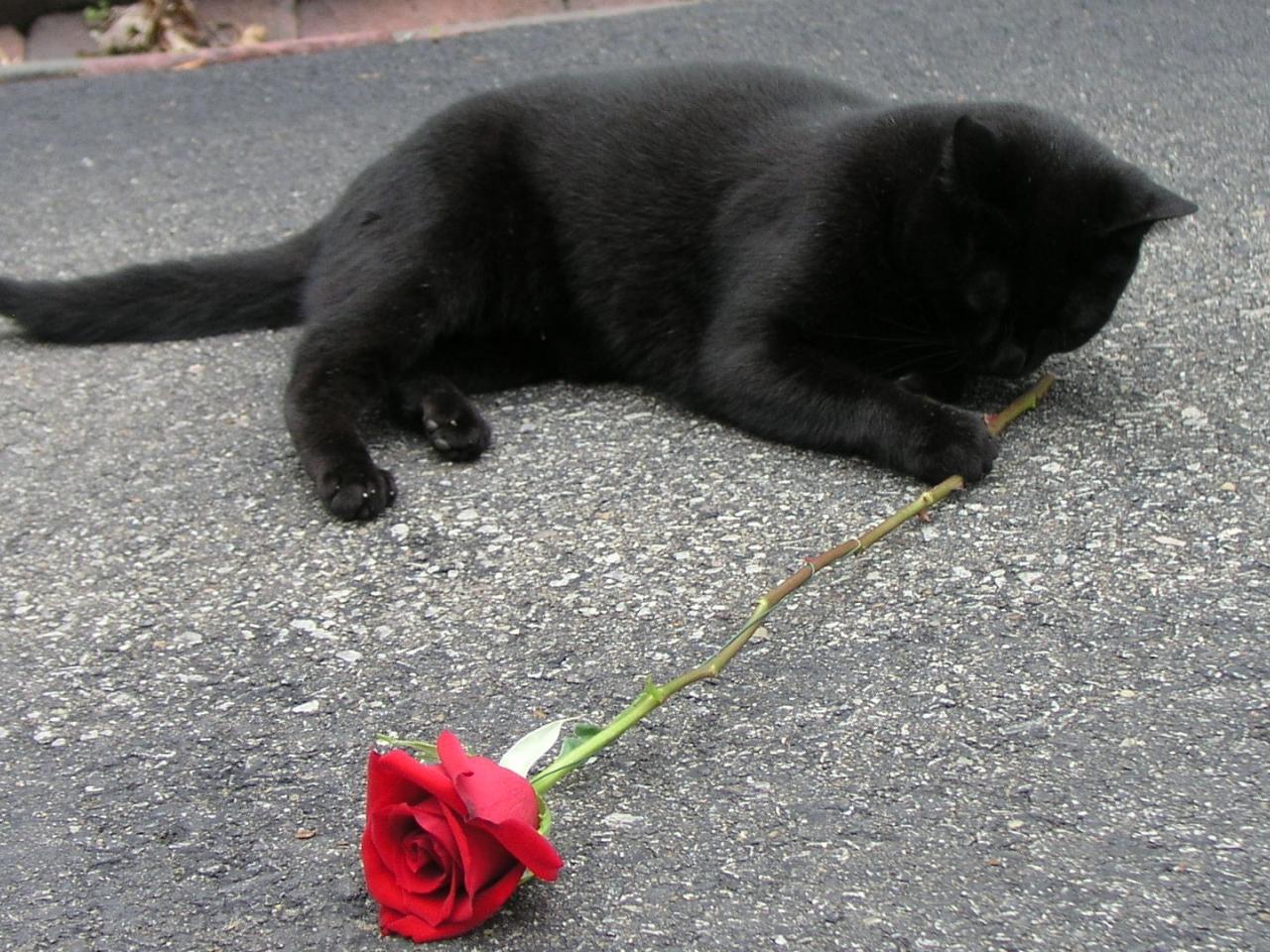 обои Черный кот и красная роза фото