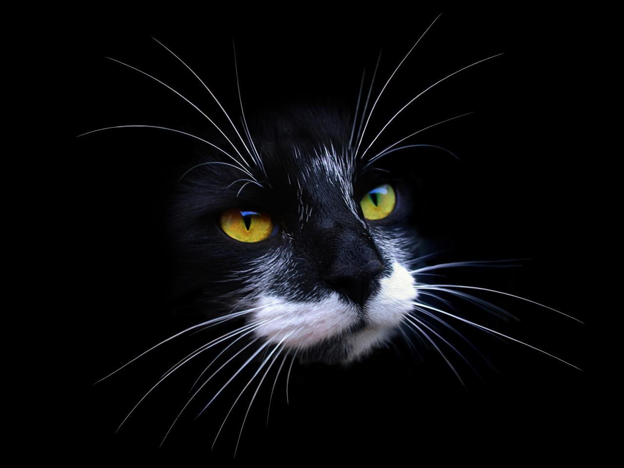 обои Голова кота на черном фоне фото
