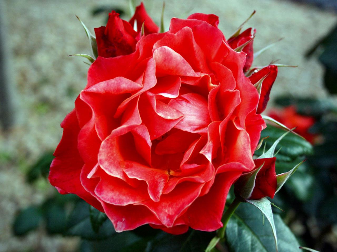 обои Цветущая роза красная фото