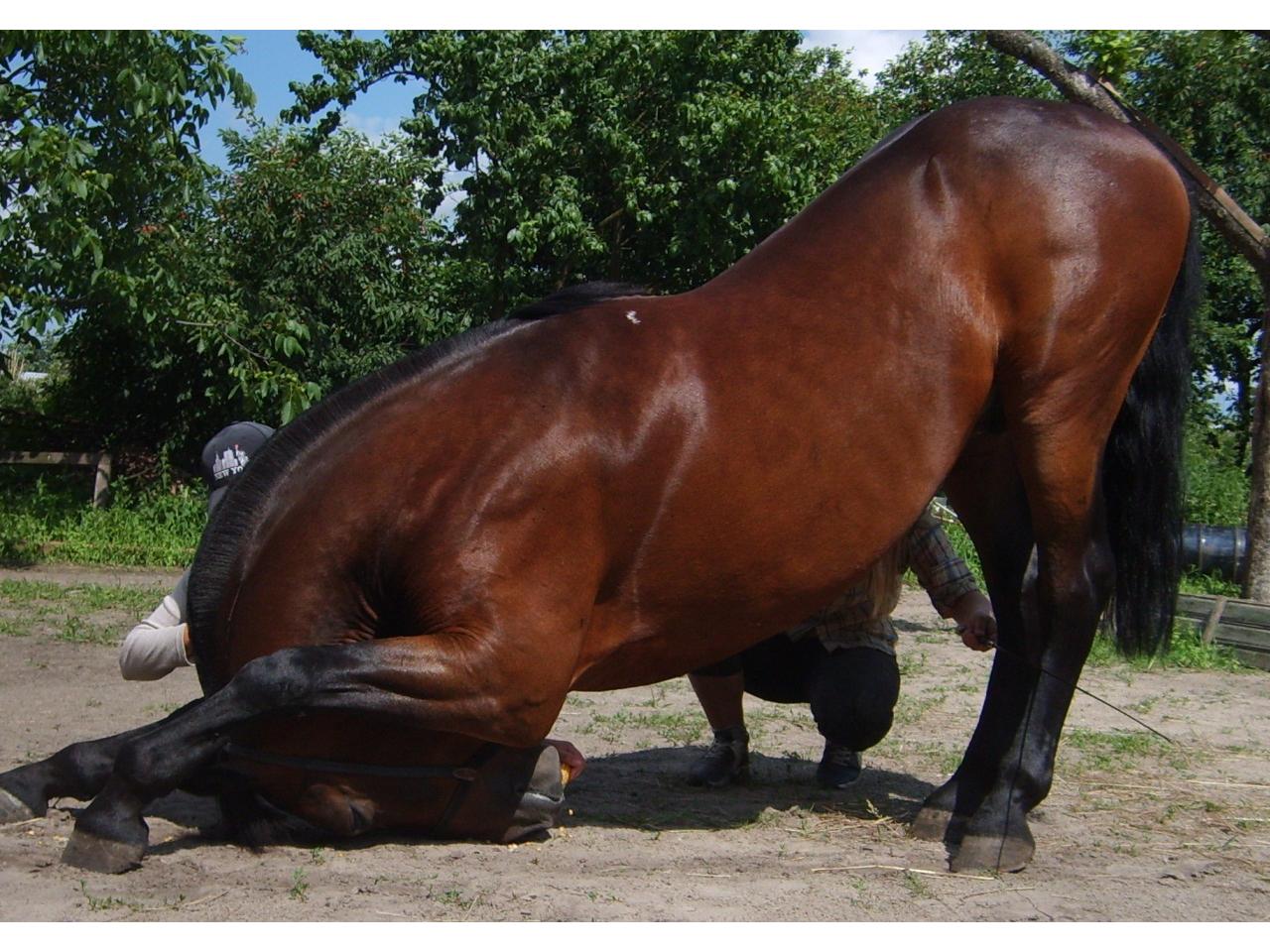 обои Лошадь на дрессуре фото