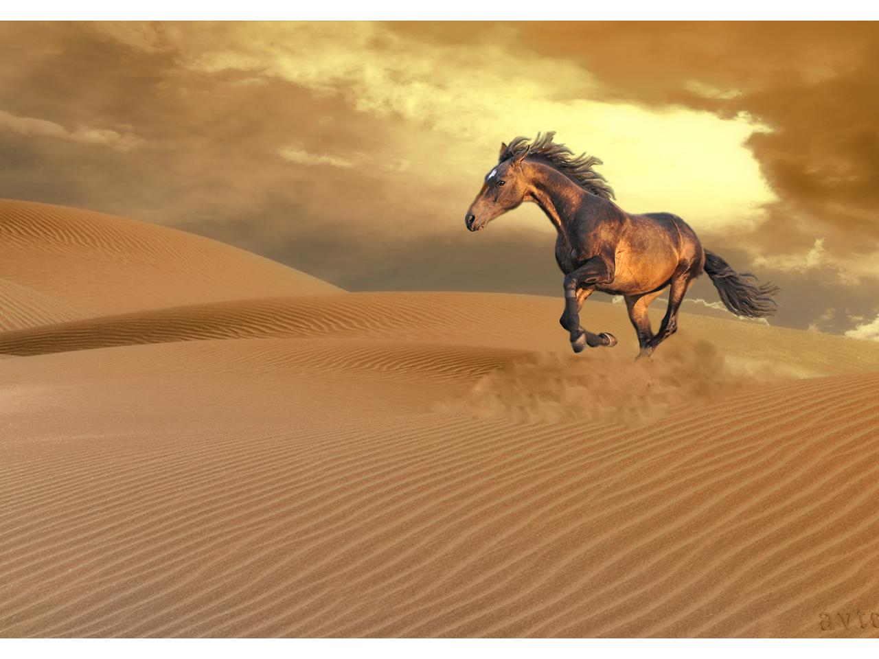 обои Лошадь по пустыне фото
